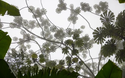 Träumen in Costa Rica’s grandiosen Nebelwäldern
